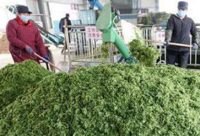大量幾百噸廢棄菜葉回收利用生產(chǎn)工藝，果蔬垃圾廢菜葉怎么處理？